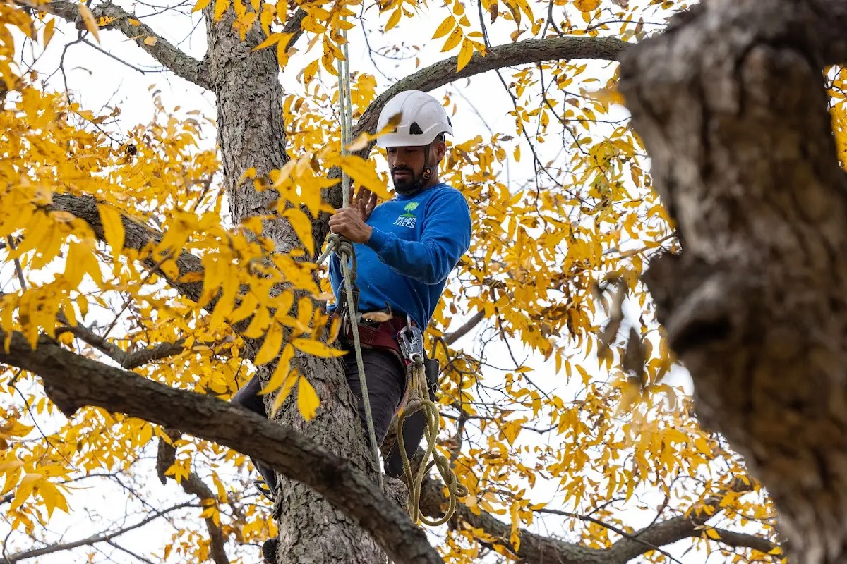 Skilled Tree Trimming crew working in Carpenter